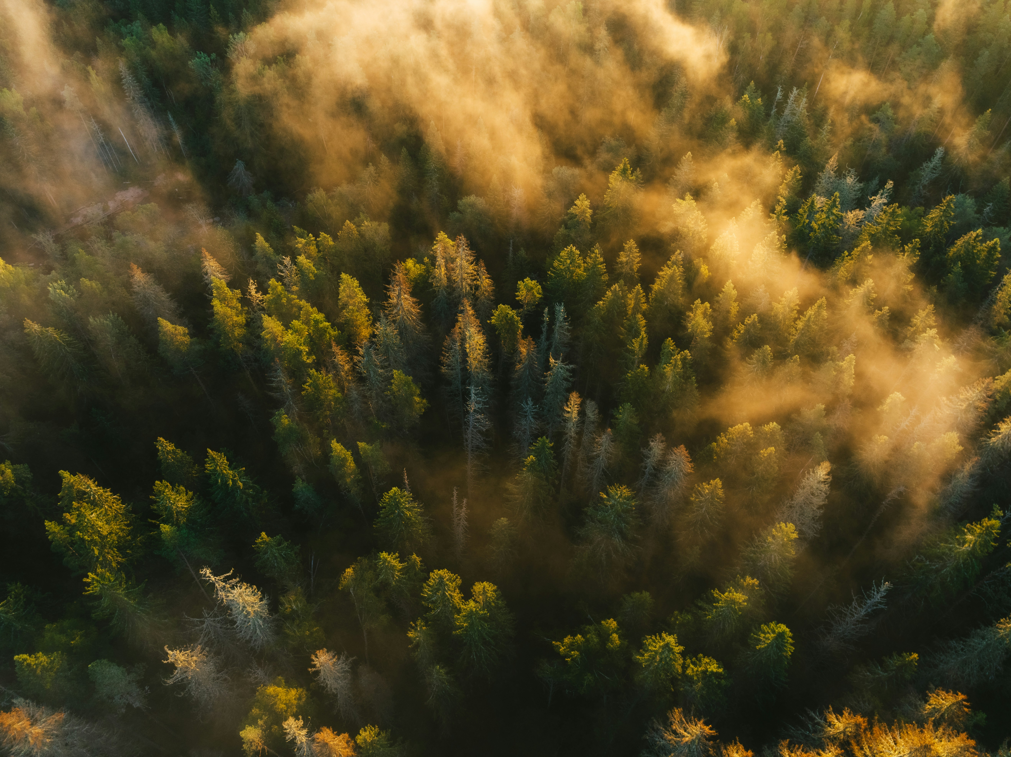 Vue aérienne d'une forêt de conifères baignée de lumière dorée et de brume.